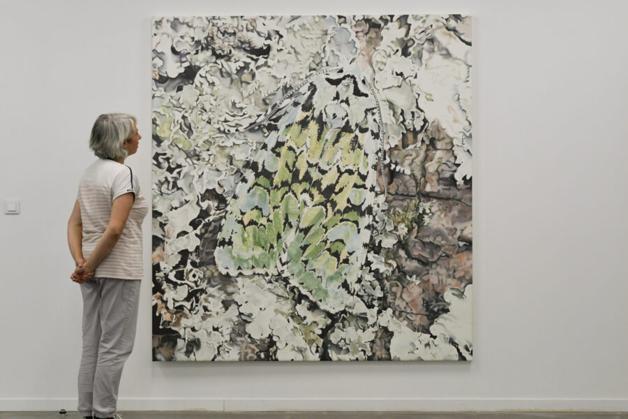 Lichen, écorce, merveille